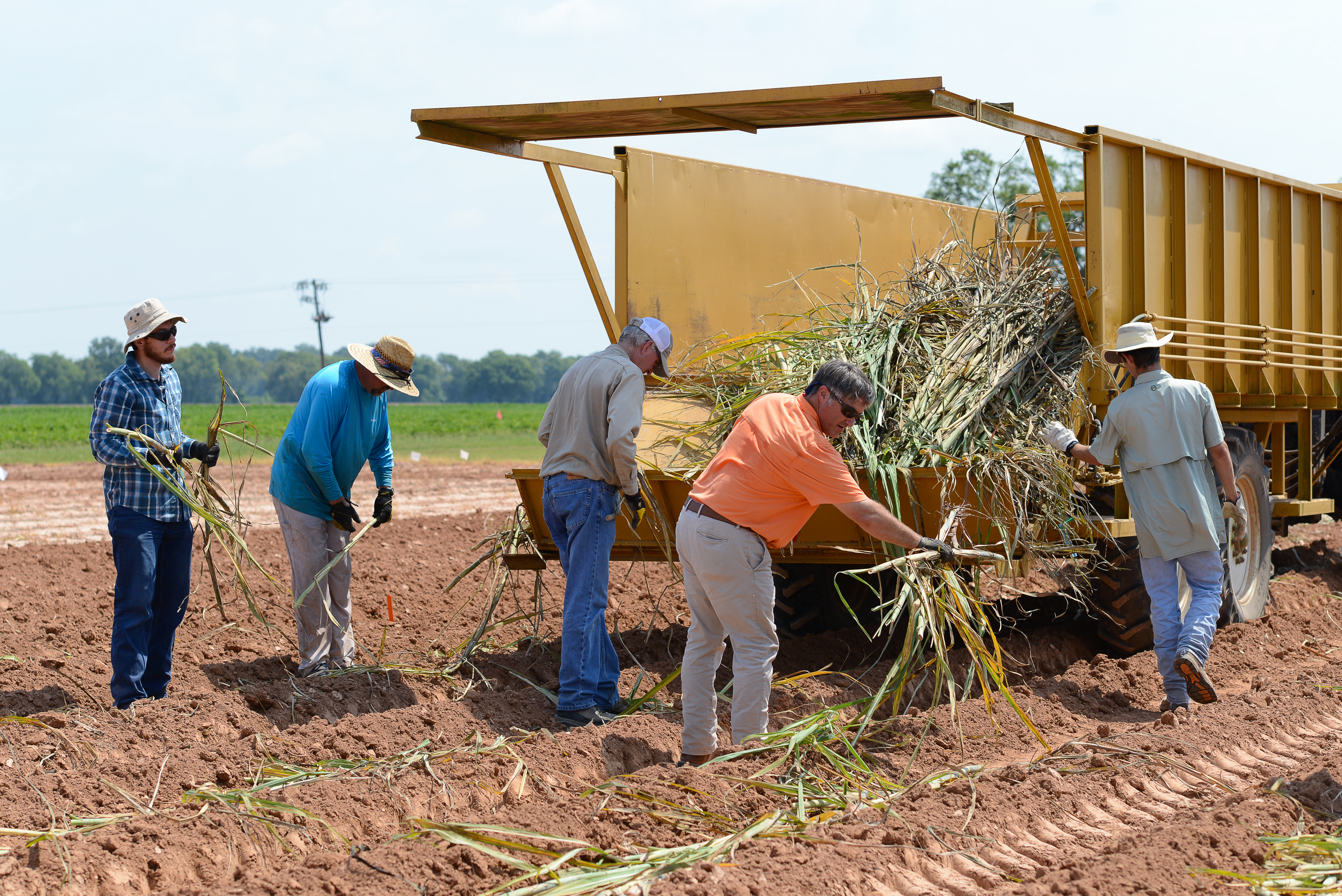 LSU AgCenter scientists to study sugarcane cold tolerance in central Louisiana 